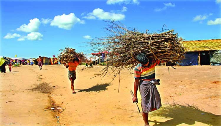 ৫ হাজার একর বন-পাহাড় রোহিঙ্গাদের পেটে!