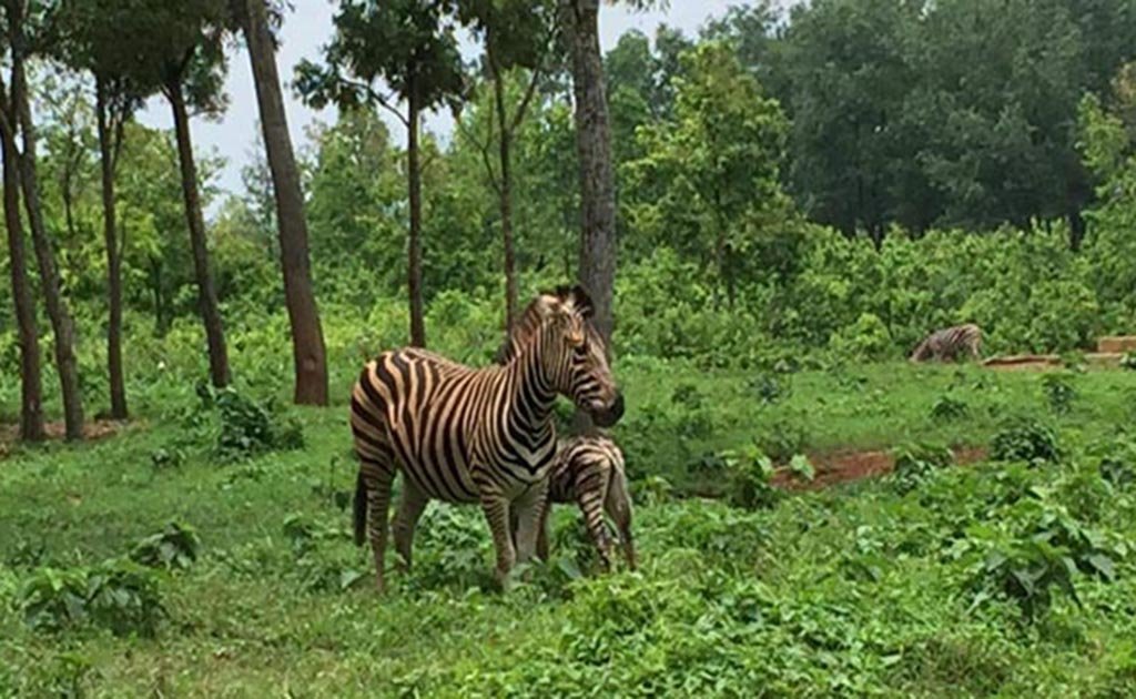 সাফারি পার্কে জেব্রা শাবকের জন্ম