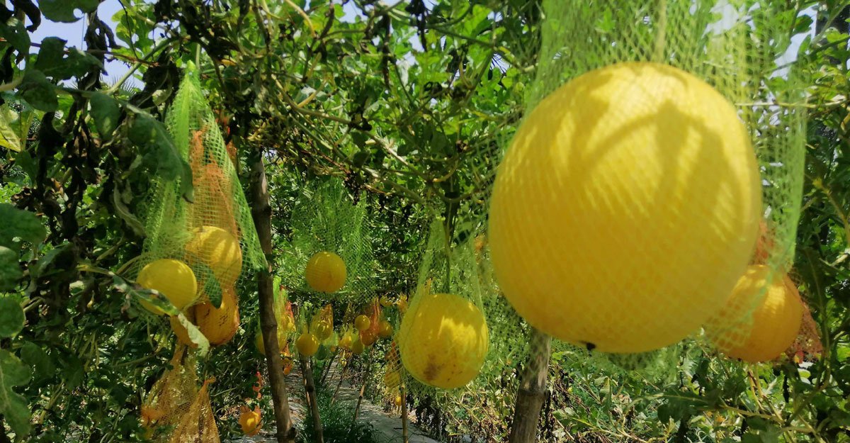 ইউটিউব দেখে হলুদ তরমুজ চাষ